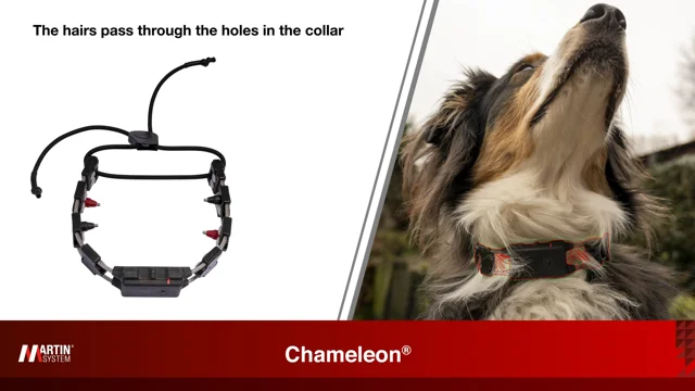 Chameleon dog best sale e collar