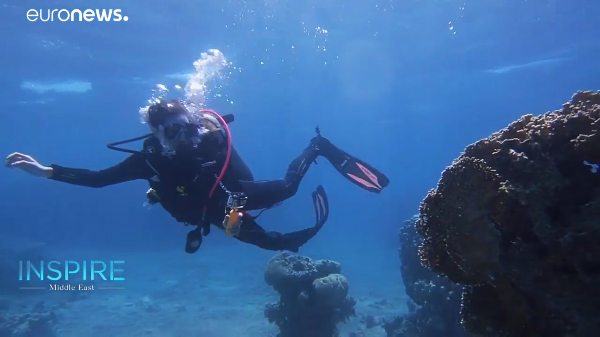 Can coral species in Jordan save other reefs from global warming