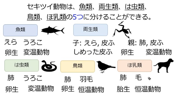 動物のなかま分け Ict教材eboard イーボード