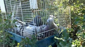 Pigeon hunters of the Midi