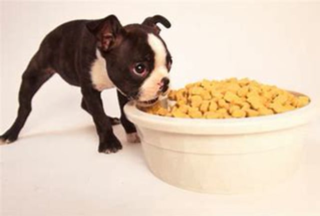 Grain-Free Diets and Heart Disease Part 2