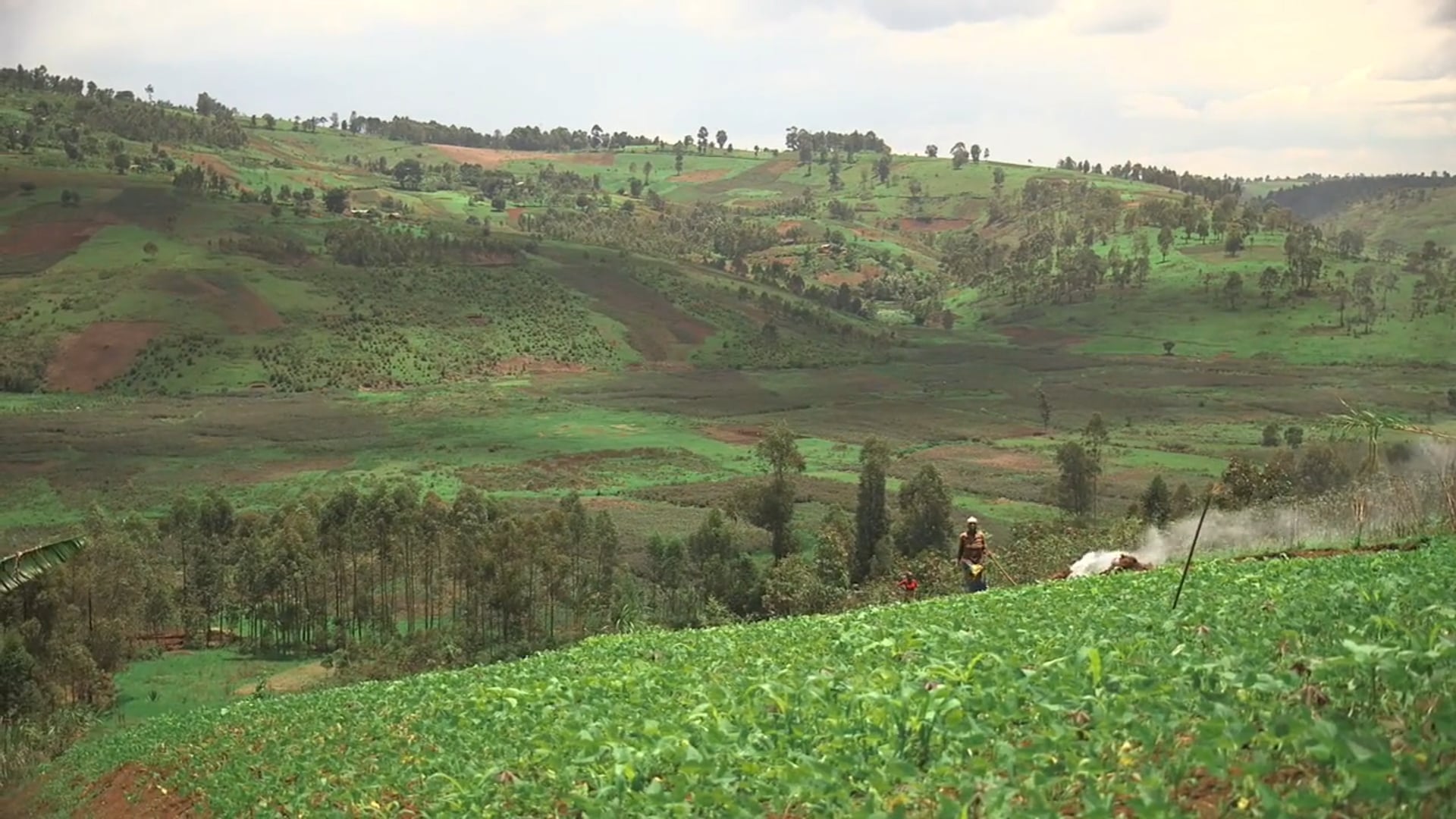 Itinéris Congo - Sud Kivu - Le café équitable (Production : Sibomonde)