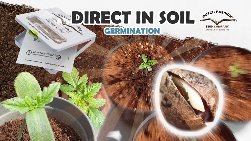 Cannabis Seed Germination: Direct in Soil Method