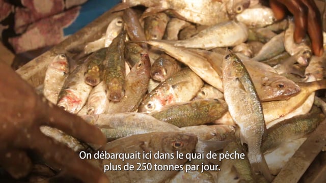 Sur le quai de pêche de Rufisque - Vidéo ePOP