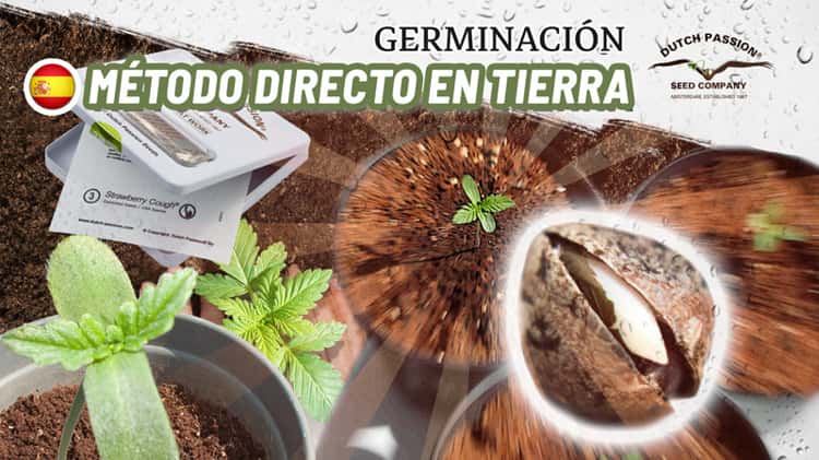 Germinación de semillas de cannabis: método Directo en Tierra on Vimeo