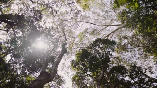 Floresta