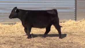 Lot #51 - LL DEANNA NG 0159