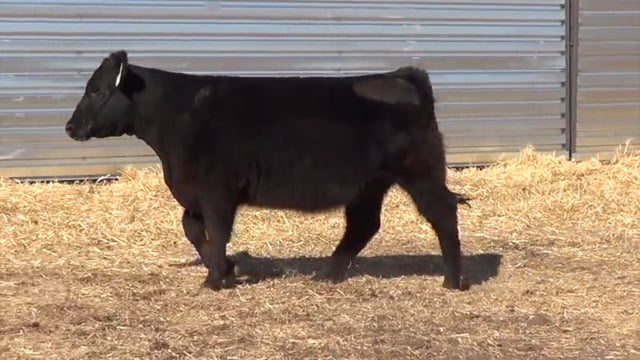 Lot #51 - LL DEANNA NG 0159