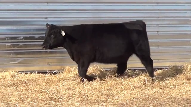 Lot #50 - LL KARAMA CARTWRIGHT 0137