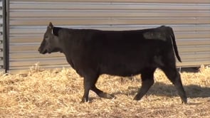 Lot #49 - LL MRS PRINCESS RECKON 0146