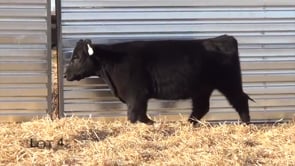 Lot #48 - LL MRS PRINCESS RECKON 048