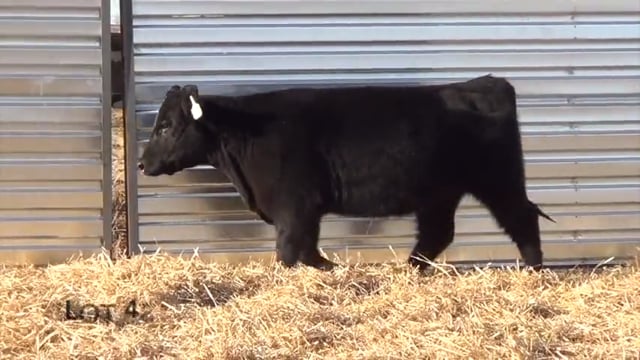 Lot #48 - LL MRS PRINCESS RECKON 048