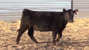 Lot #47 - CL ERICA 028