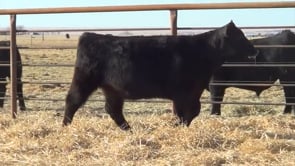 Lot #46 - LL ACT STUNNING 018