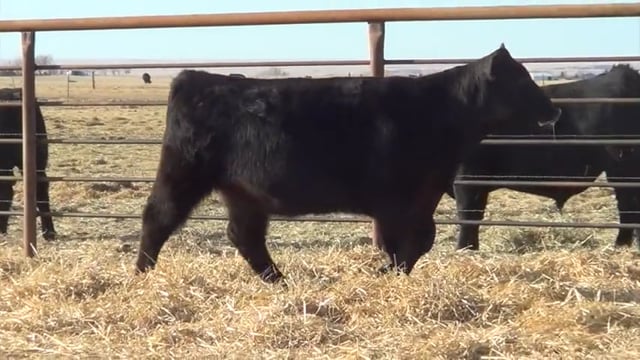 Lot #46 - LL ACT STUNNING 018