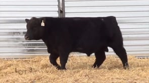 Lot #36 - LL PREMIUM 045