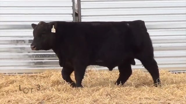 Lot #36 - LL PREMIUM 045