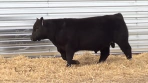 Lot #24 - LL RECKON 033