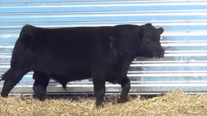 Lot #23 - LL FLAT TOP 040