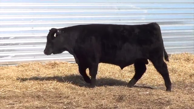 Lot #15 - LL STUNNER 037