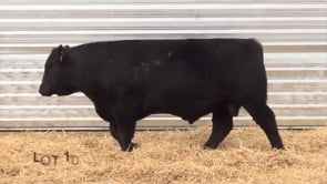 Lot #10 - LL AUTHORITY 9174
