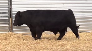 Lot #9 - LL GUN POWDER 9173