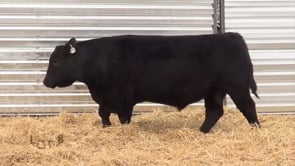 Lot #8 - LL PATHFINDER 9172