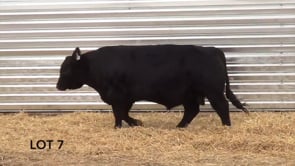 Lot #7 - LL GUNSLINGER 9169