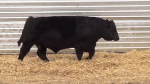 Lot #6 - LL GUNSLINGER 9160