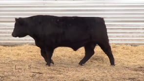 Lot #5 - LL NEXT GENERATION 9151