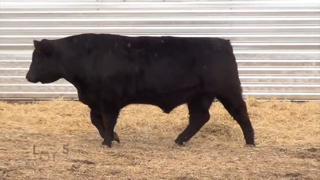 Lot #5 - LL NEXT GENERATION 9151