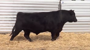 Lot #4 - LL RECKON 9138