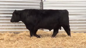 Lot #3 - LL ACTIVATE 9134