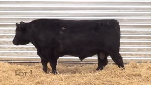 Lot #1 - CL RECKON 991