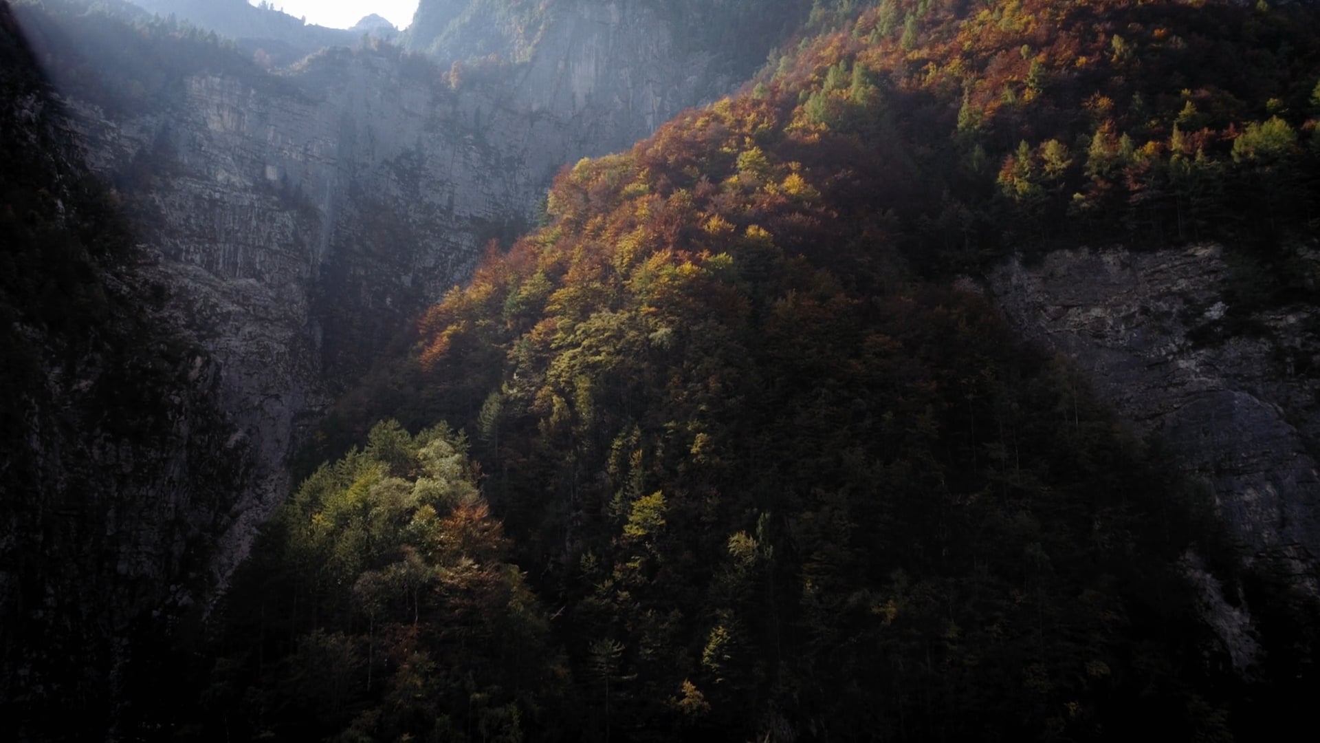 gli alberi non fanno la guerra