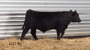 Lot #44 - LL AUTHORITY 0154