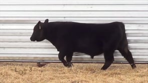 Lot #37 - LL BONANZA 0132