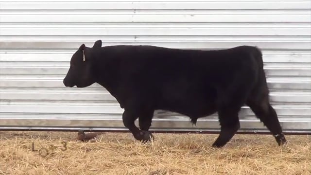 Lot #37 - LL BONANZA 0132