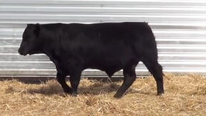 Lot #33 - LL PATHFINDER 084