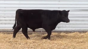 Lot #31 - LL AVIATOR 0117