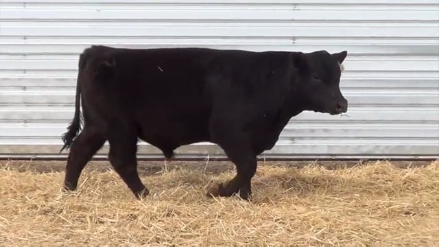 Lot #31 - LL AVIATOR 0117