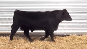 Lot #27 - LL RECKON 086