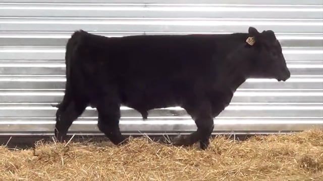 Lot #26 - LL RECKON 044
