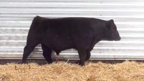 Lot #12 - LL STUNNER 020