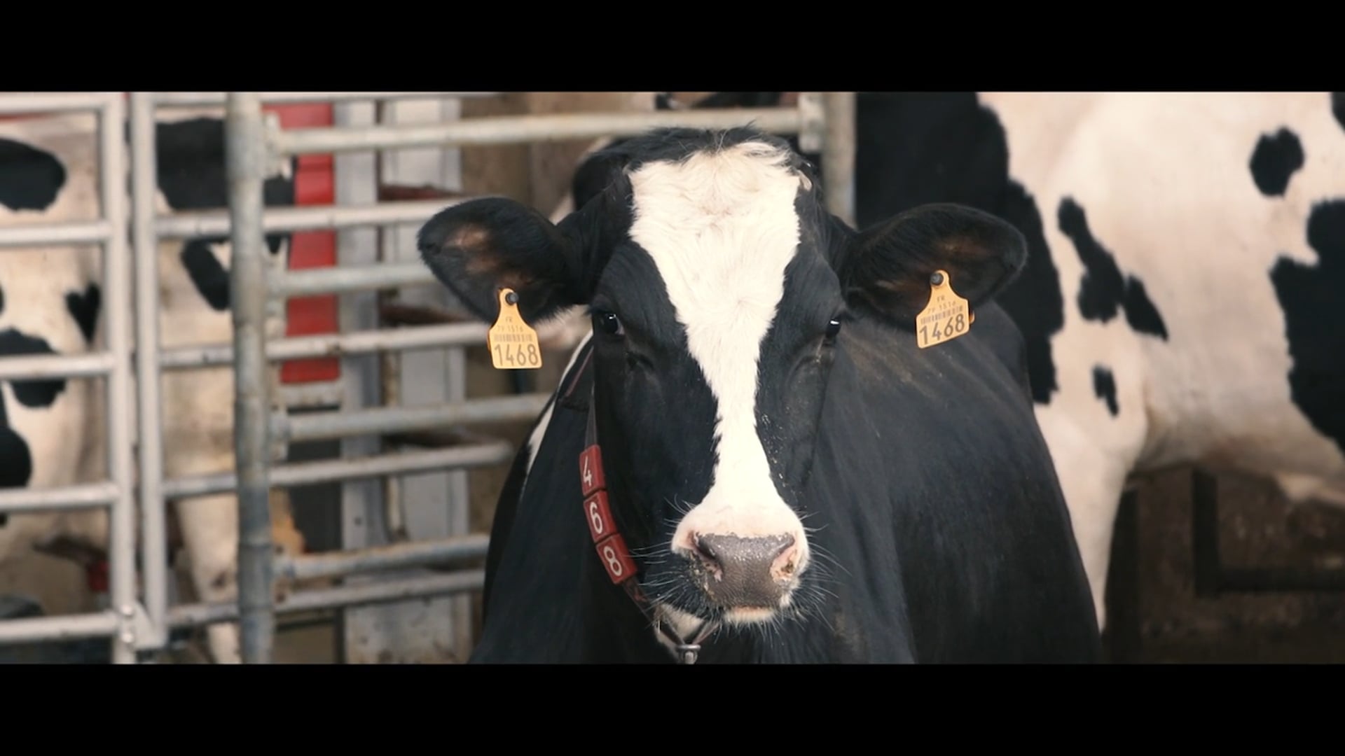 Venotis - MSD Santé Animale