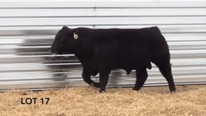 Lot #17 - LL STUNNER 066