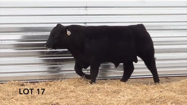 Lot #17 - LL STUNNER 066