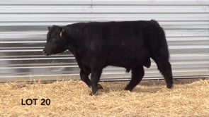 Lot #20 - LL STUNNER 091