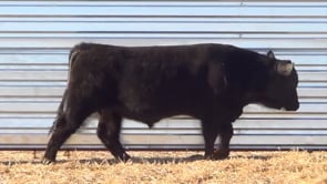 Lot #43 - LL GUN POWDER 0169