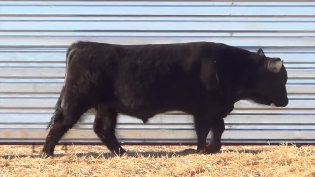 Lot #43 - LL GUN POWDER 0169
